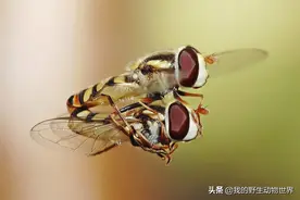 死到临头还想着交配，动物临终前的孤注一掷图片
