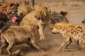 是基因的变异，还是雄性的无能，斑鬣狗居然进化出假丁丁？图片