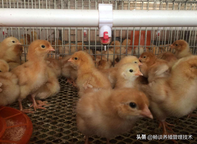 鸡常用的蛋白质饲料有哪些？