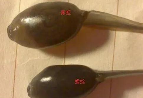 都是蝌蚪，那青蛙和蛤蟆的幼体，有什么区别？