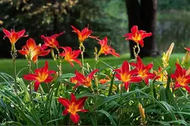 你好李焕英主题曲《萱草花》唱的是什么植物？这才是中国的母亲花图片