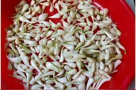 我家泡了40年糖醋藠头，一直用这个秘方，开胃解腻，吃1年也不坏图片