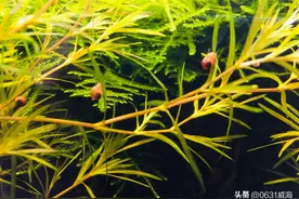 秋冬季节金鱼易得白点病，正确处理方法简单好用，有效减少死鱼图片