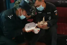 小黄羊迷路“投奔”其他羊群 民警喂饱后助它“回家”图片