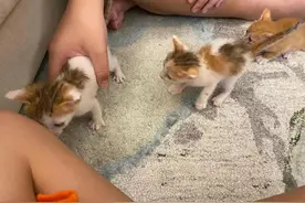 以为捡到普通小奶猫，带回家后被惊喜到了：千分之一的概率呀图片