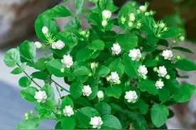 想要茉莉多开花，记住“十二字”口诀，一茬一茬开香花图片