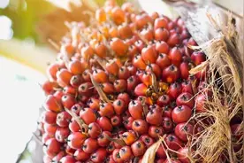 马来西亚红棕油产品看好新标准下的中国市场图片