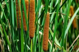 农村池塘边常见的香蒲有什么利用价值？图片