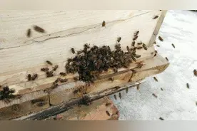 黑布罩巢门防盗蜂效果好图片