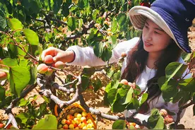 大西山百年贡杏成熟，3000余亩玉巴达开园采摘图片