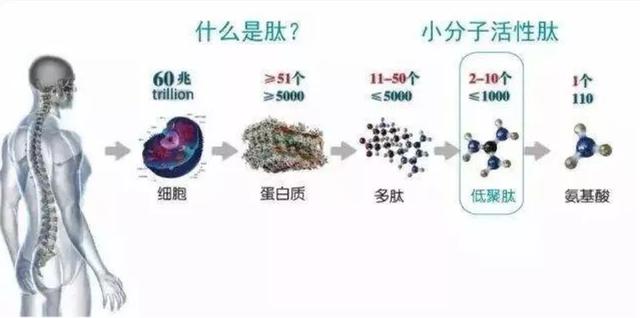实在是“肽”好了！肽小五上线，给你生活全新状态