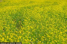 北京有片绝美油菜花海，就在这个免费公园里！图片