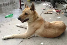 半夜三更明明没人，农村土狗却对着黑处乱叫，到底看见了什么？图片