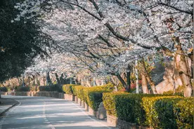 山东援鄂医疗队队员高妍受邀再回武汉，她终于圆了“樱花梦”图片