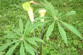 农村中草药种植，天南星的栽培，这几点要做好，这样才能提高产量图片