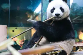 大熊猫姐妹花要回四川老家了，升级后的武汉动物园还会迎来新的大熊猫图片