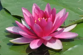 好消息！端午期间，北京圆明园有一天免费！园内百花已盛开，等你来！图片