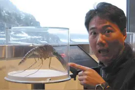 可恶的蚊子竟是“益虫”？如果世界上没有蚊子，会变成什么样？图片