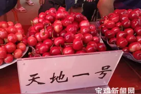 香甜可口的樱桃熟啦！宝鸡高新区八鱼镇千亩樱桃等你来摘图片