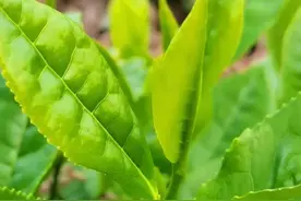 茶与益生菌结合会怎么样？图片