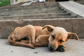 狗狗太瘦吃什么能长肉？下面5种食物，都很合适图片