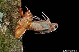 地下5年地上30天，往年60元一斤，今年却无人收购，知了不值钱了图片