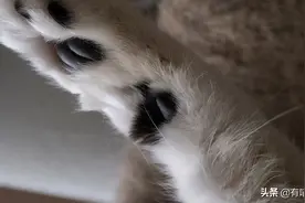 猫放一个屁，全家吃不下饭！真的好臭啊啊啊啊啊图片