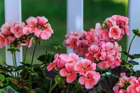 想养好天竺葵，要记住“4点”，即使是新手，也能养爆盆图片