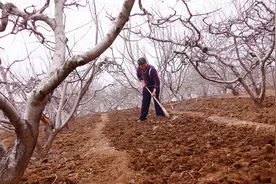 “冬天把地翻，害虫命归天”，别被骗了，冬季深翻果园弊大于利图片