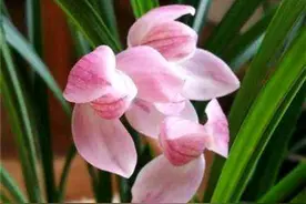 春养兰花，防治蚧壳虫很关键，教你几招根治它图片