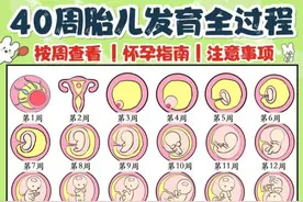 孕期40周胎儿发育过程图|注意事项图片