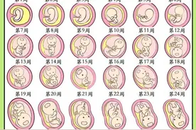 孕期40周胎儿发育过程图|注意事项图片