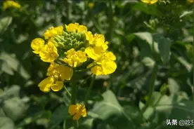 这种可以吃的花你吃过吗？教你一招不煎不炸，油菜花瞬间变身好吃图片