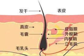 不想毛茸茸地过夏天？想要一劳永逸告别体毛？那你一定得看这一篇图片