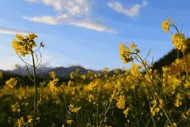 10余万平方米！大同六大公园试种油菜花图片