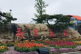 带你走进荷兰花海，发现风情小镇之美图片