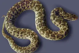 平江“四大毒蛇”知道吗？夏季一定要当心图片