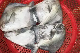 聪明人就买这6种鱼，目前没有人工养殖，渔商贩：果然是行家图片