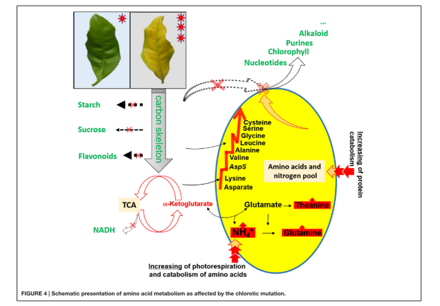 茶汤如鸡汤般顺滑的秘密：为何氨基酸含量会那般高？