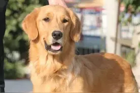 金毛对3岁小主人龇牙，妈妈打了一巴掌，金毛反应令人笑喷图片