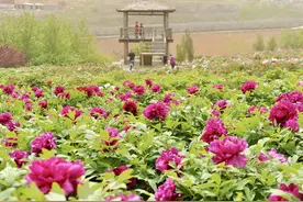 大连千亩牡丹园进入盛花期图片