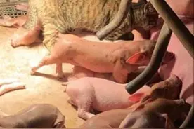 猪舍里发现1只豹纹小崽，仔细一看不厚道地笑了：赤裸裸地嫉妒啊图片