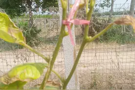 猕猴桃高接换头引起树势衰弱的原因及应对技术图片