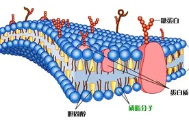 生物体结构和功能的基本单位—细胞的基本结构图片