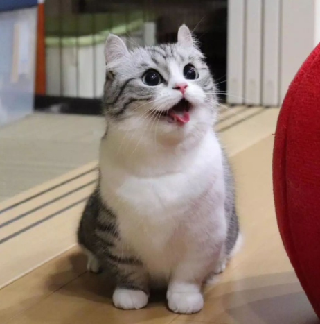 老祖宗说：一只猫有这些特点，是真的“旺家”