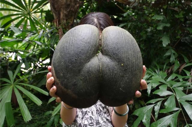 鳄鱼：我如此凶猛强壮，没想到在广东还是会被做成海底椰炖汤