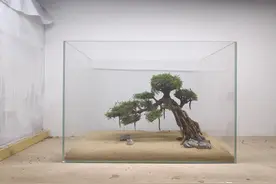 草缸造景没素材？一棵莫斯树就搞定了图片