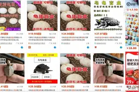 宠物盲盒成“带血的生意”：不少动物运输途中就死了图片