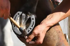 为什么要给马钉马掌，野马却不需要？钉在马蹄上，马不疼吗？图片