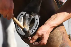 为什么要给马钉马掌，野马却不需要？钉在马蹄上，马不疼吗？图片